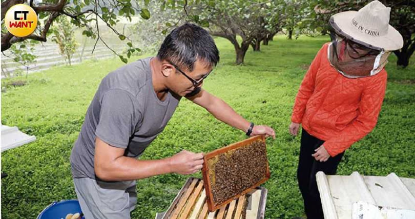 在「宇還地」養蜂場體驗採蜂蜜，用力抖下蜜蜂後，再取出蜂巢（500元／人）。（圖／施岳呈攝影）
