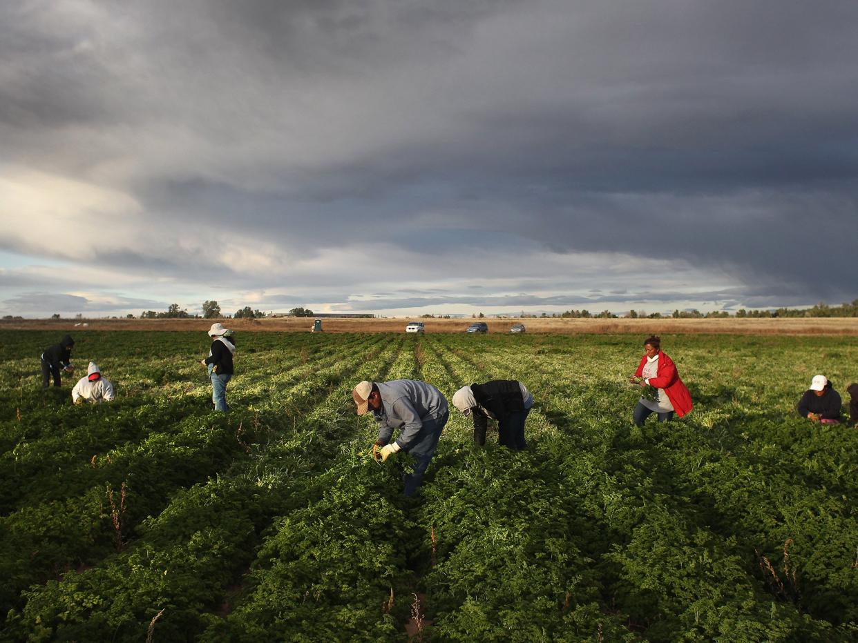 Proposals for 5,000 non-EU workers to come on six-month visas to work on British farms over the next two years could create a hotbed for modern slavery unless key safeguards are adopted: Getty