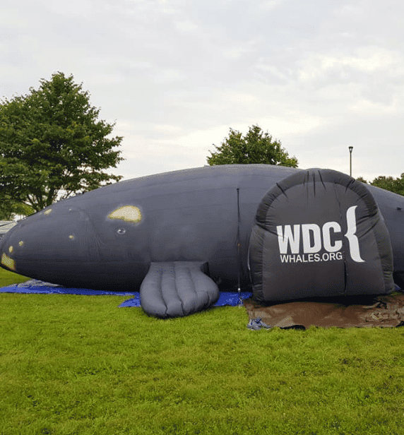Whale and Dolphin Conservation's inflatable Atlantic right whale, Delilah, will be featured in a presentation for kids at Plimoth Patuxet Museums during school vacation week.
