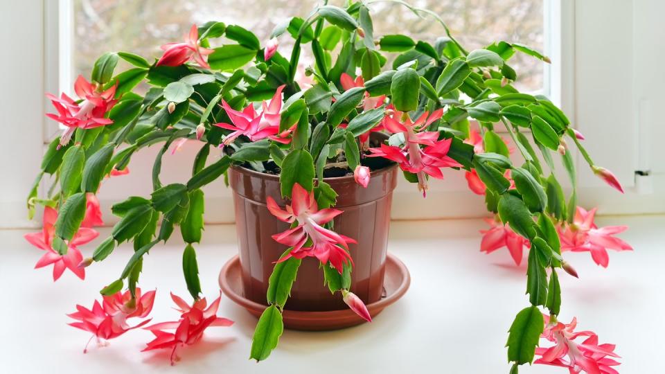 christmas cactus schlumbergera in pot