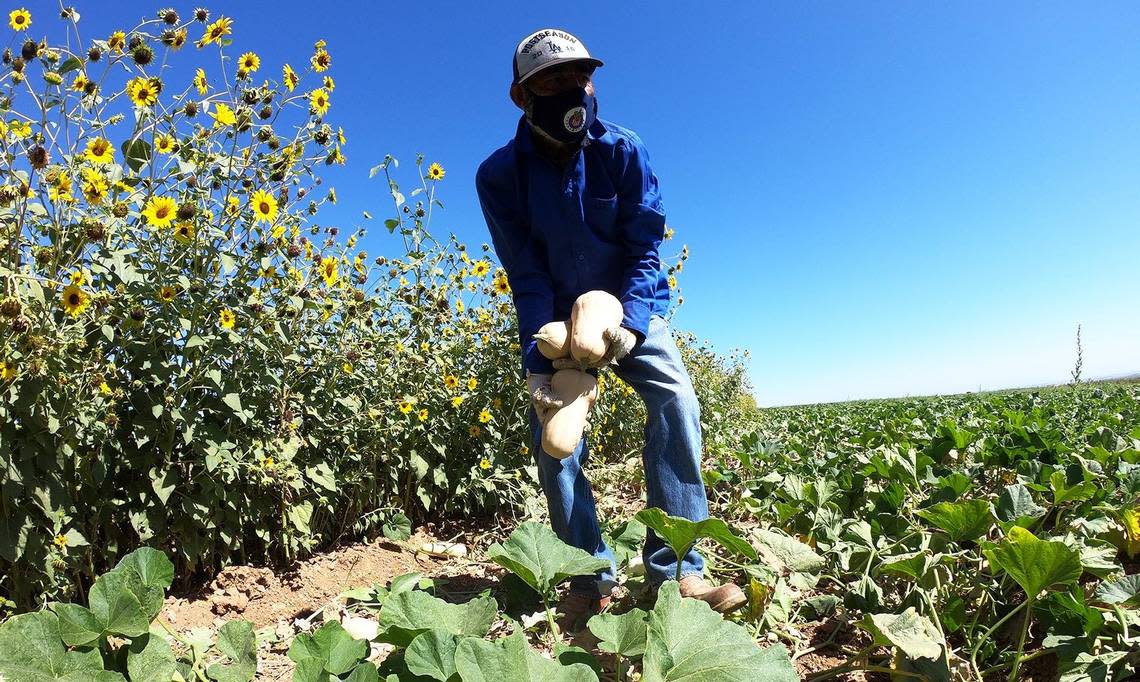 The danger heat illness poses to farmworkers has been a major concern for decades, but increasingly higher temperatures, a deepening drought and a longer fire season due to climate change have worsened outdoor working conditions in recent years.