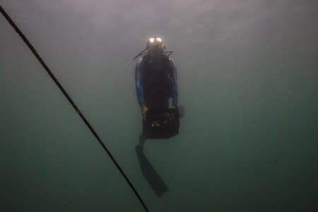 The Wider Image: The race to save the coral of the Caribbean