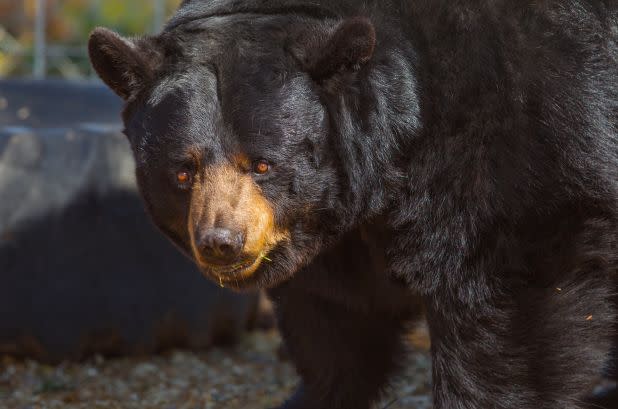 Loretta the bear was one of the animals euthanized, according to the sanctuary.