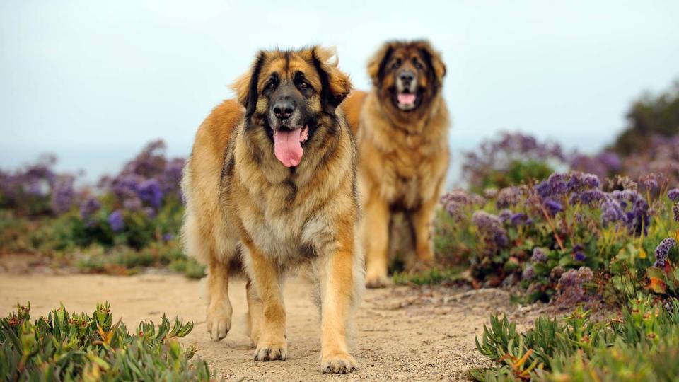 Leonberger 