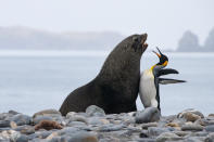 Un saluto di "petto" tra un pinguino reale e una foca antartica ©Tom Mangelsen / Comedy Wildlife Photography Awards 2019