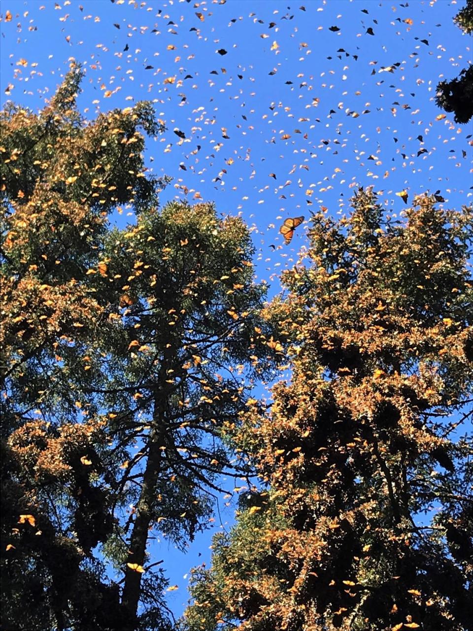 Monarchs fill the sky in Mexico, the winter stop in their migration from North America.