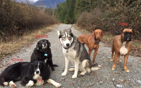Annette Poitras, could not have survived over two days in the wilderness without the help of her dogs - Credit: Coquitlam Search and Rescue