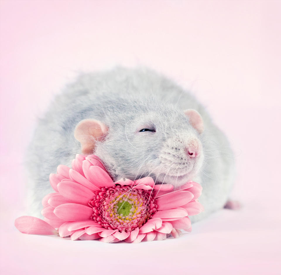 Adorable rat portraits look to remove stigma attached to rodents