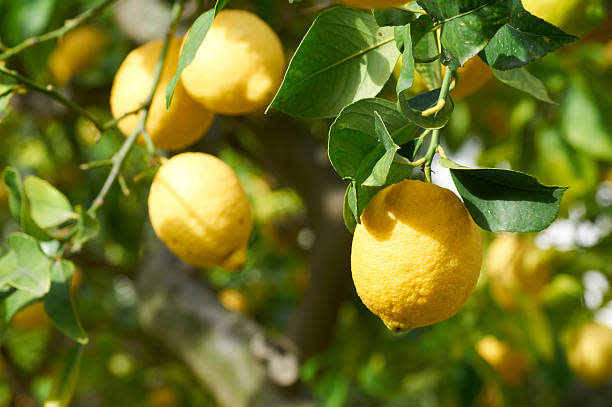 檸檬精油能成為最好的安慰劑 Source：Unsplash