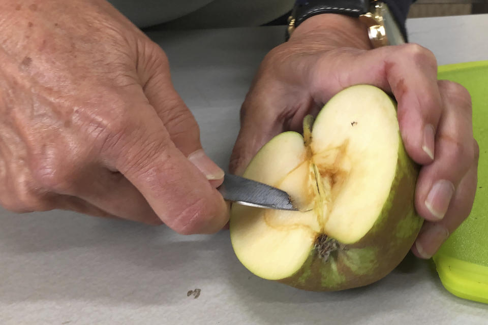 In this Oct. 30, 2019, photo, Joanie Cooper, of the Temperate Orchard Conservancy, uses a knife to cut the seed area of a rare apple in her lab in Molalla, Oregon. Cooper and her colleagues have helped identify many of the 13 "lost" apple varieties that have been rediscovered in recent years by the Lost Apple Project in eastern Washington and northern Idaho. (AP Photo/Gillian Flaccus)