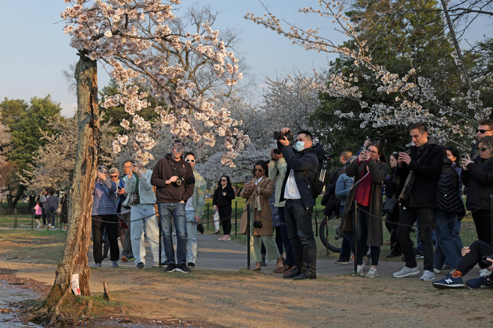 People watching and photographing a blooming tree, indicating the start of spring