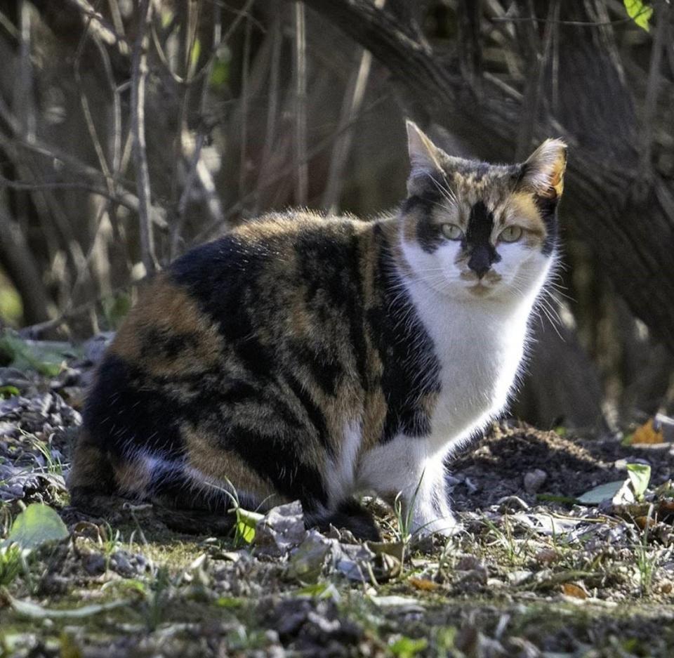 Indy Neighborhood Cats and its veterinary partners will clip the left ear of feral, free-roaming cats that have been trapped, neutered and released. This helps neighborhood residents know the cat has already been through the program.