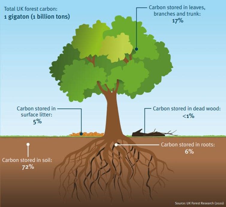 A graphic of a tree showing carbon storage.