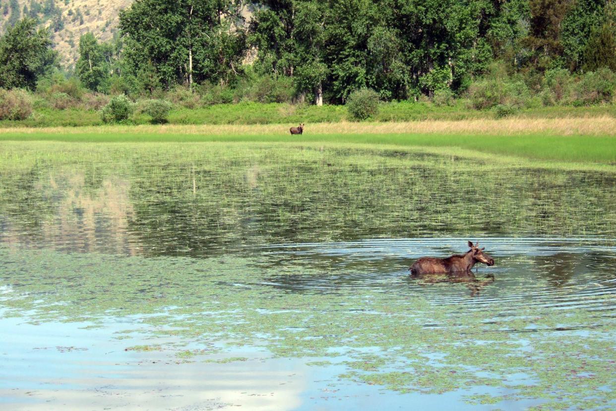 moose on trail of the coeur d' alenes