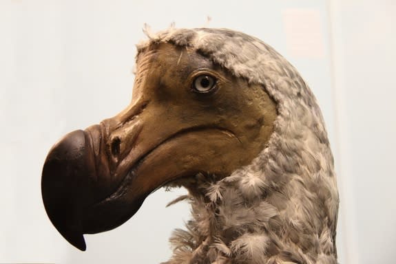 This Company Wants to Bring the Dodo Back From Extinction