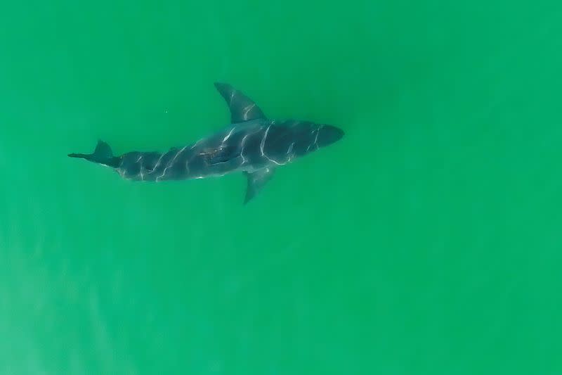 Marine biologists from Cal State Shark Lab study sharks along the California coast