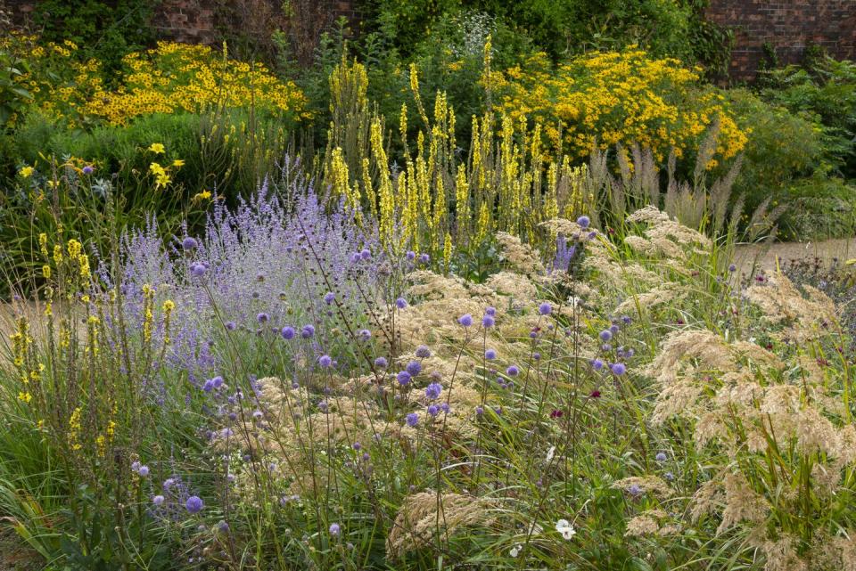 a uk garden full of flowering perennials, shrubs and ornamental grasses in late august plants include helenium, verbascum, scabious, perovskia and helianthus
