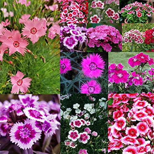 Dianthus Sweet Mixed Color Flowers Dianthus Seeds Sweet William Mix- 200 Seeds