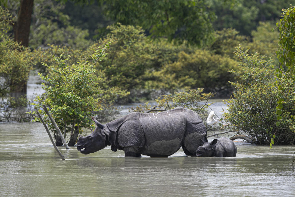 A one horned rhinoceros and a calf wades through flood water at the Pobitora wildlife sanctuary in Pobitora, Morigaon district, Assam, India, Thursday, July 16, 2020. Floods and landslides triggered by heavy monsoon rains have killed dozens of people in this northeastern region. The floods also inundated most of Kaziranga National Park, home to an estimated 2,500 rare one-horned rhinos. (AP Photo/Anupam Nath)