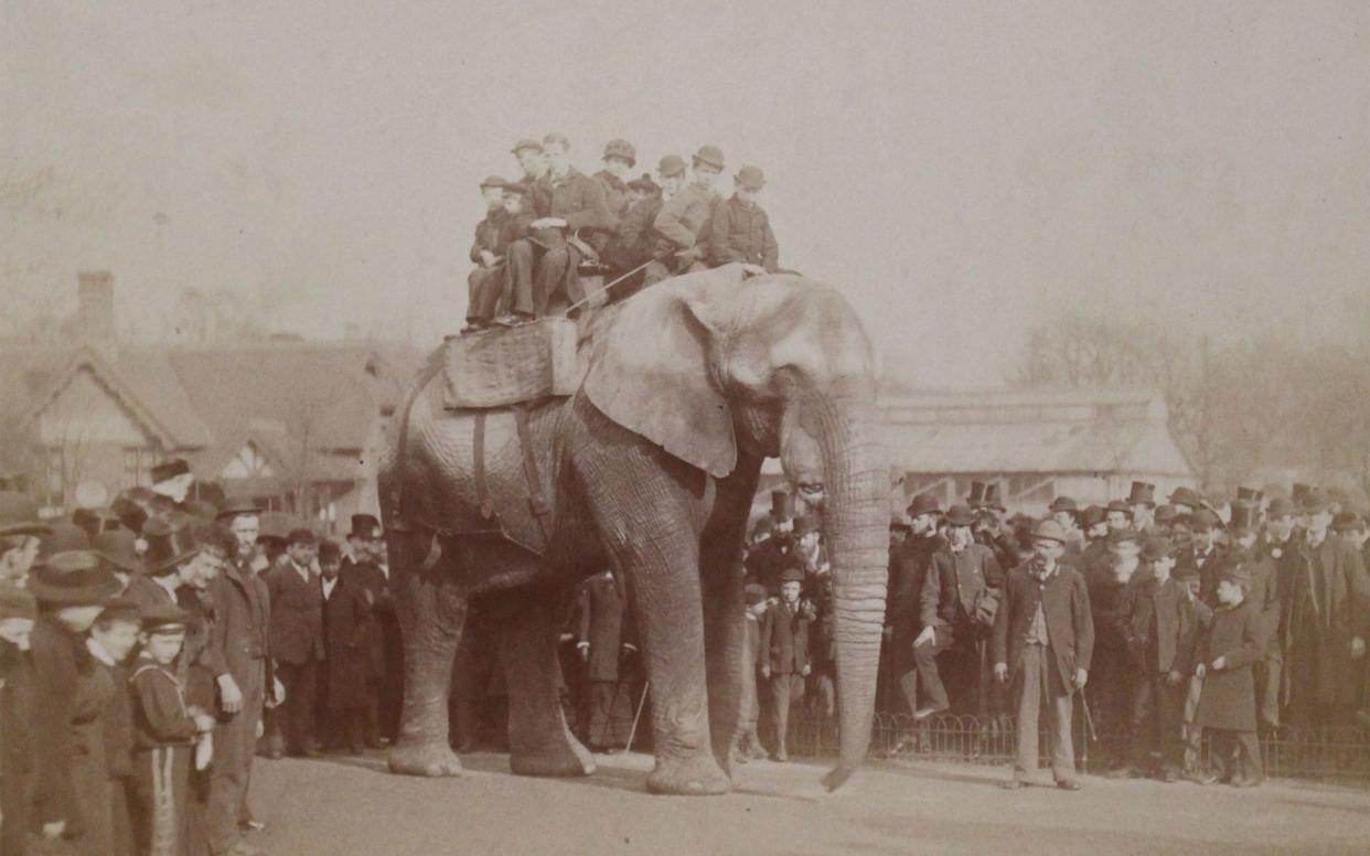 Jumbo the Elephant carrying tourists at London Zoo in 1882 - WARNING: Use of this copyright image is subject to the terms of use of BBC Pictures' Digital Picture