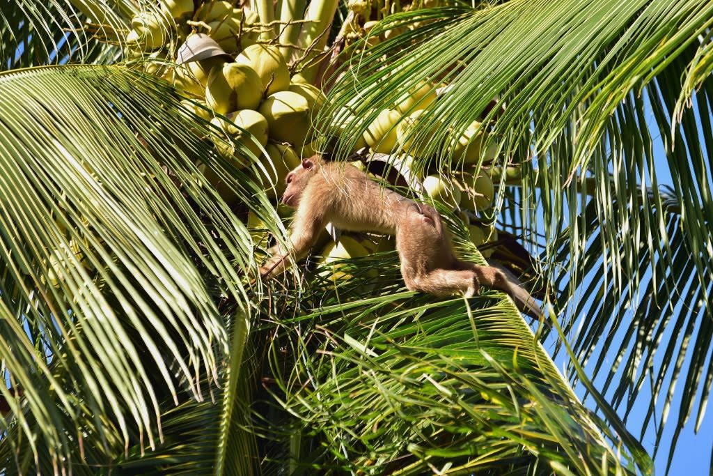 <p>In 2020, PETA Asia blew the lid off the Thai coconut industry’s use of captive monkeys </p> (AFP via Getty Images)