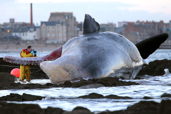 A marine rescue worker photographs a sperm whale that washed up on Portobello beach in Edinburgh.