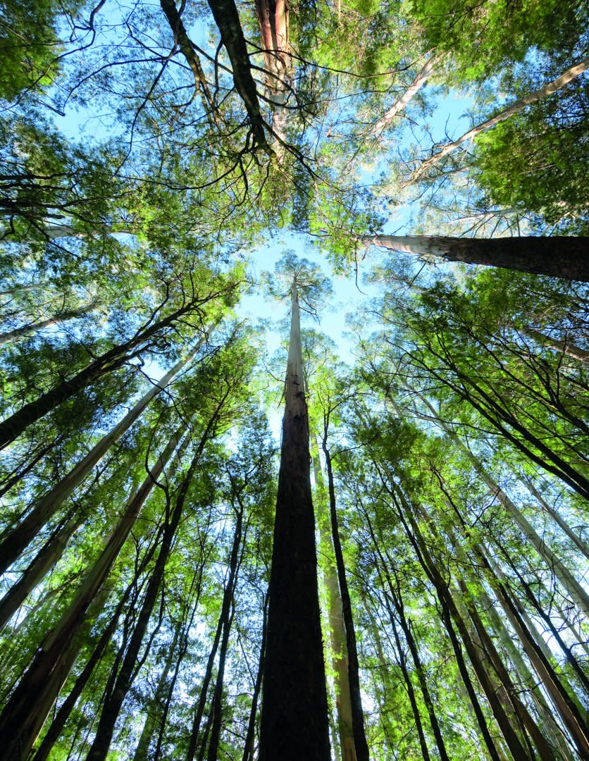 Forestación, en Uruguay queda por forestar el 75% del área apta para la industria forestal disponible..