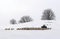 A farmer brings in his sheep near Peebles in the Scottish Borders, as snow and ice brought disruption to roads as the country faced its first bout of wintry weather.