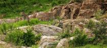 An African leopard (Panthera pardus pardus) in Kruger National Park in Mpumalanga, South Africa.