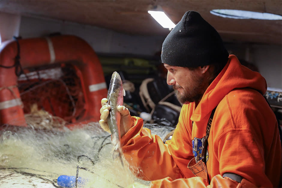 Commercial fisher Donny Livingston, a citizen of the Red Cliff Band of Lake Superior Chippewa, picks cisco from gillnets during a fishing run near the Apostle Islands on Nov. 15, 2022.