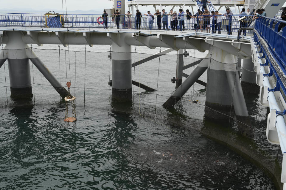 Visitors watch as a school of red seabream feed at the Genghai No. 1 facility along the coastline of Yantai in eastern China's Shandong province on Tuesday, Aug. 22, 2023. (AP Photo/Ng Han Guan)