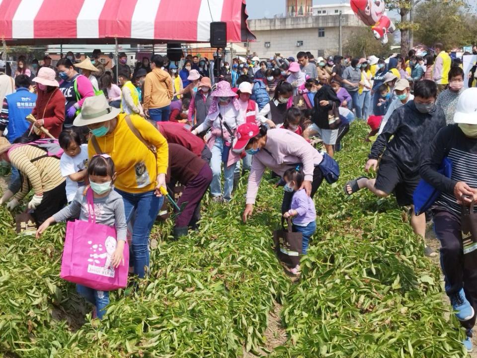 二０二三斗南馬鈴薯節推廣活動，吸引近三百位民眾親子體驗挖地蘋果樂趣。（記者陳正芬攝）