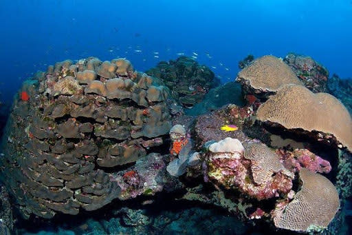 The upper part of the coral reefs of Flower Garden Banks National Marine Sanctuary is covered with large colonies of boulder star coral and symmetrical brain coral.