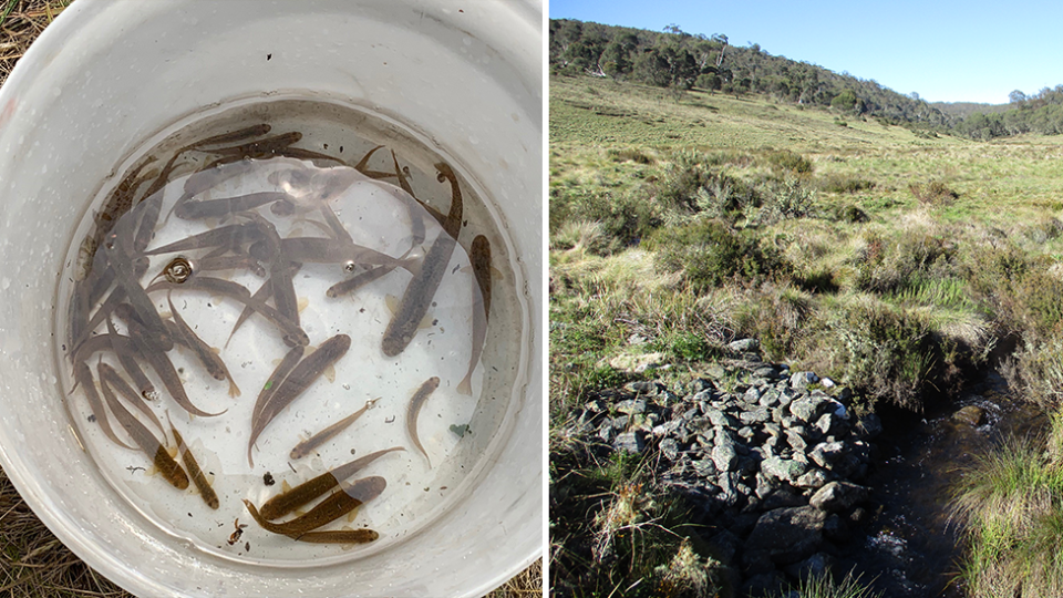 Stocky galaxias (left) have just one known habitat in the world. Source: Chris Walsh / Supplied