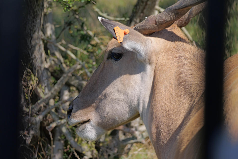 Deer shot on Panasonic Lumix G9 II