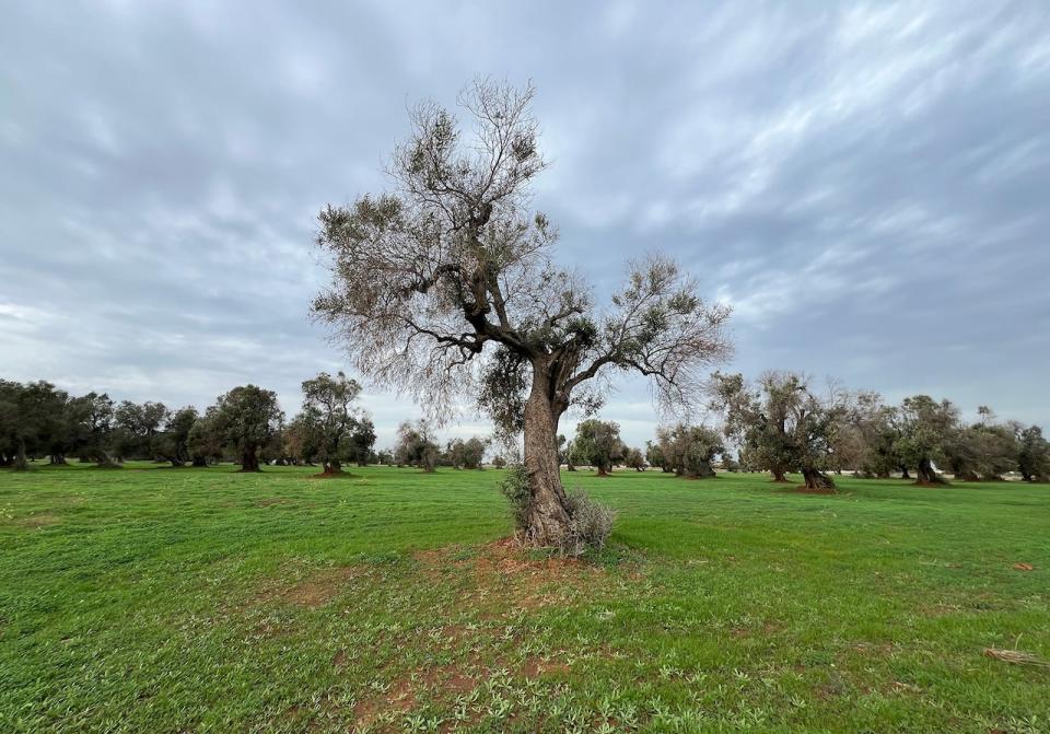 Many olive trees in Puglia are being devastated by a bacteria known as Xylella fastidiosa — or 'bothersome' Xylella.