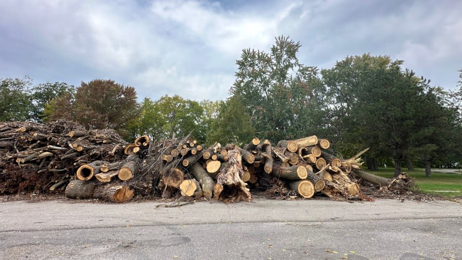 Cleanup continues of trees downed and damaged in the Aug. 24, 2023, tornado. (Oct. 4, 2023)