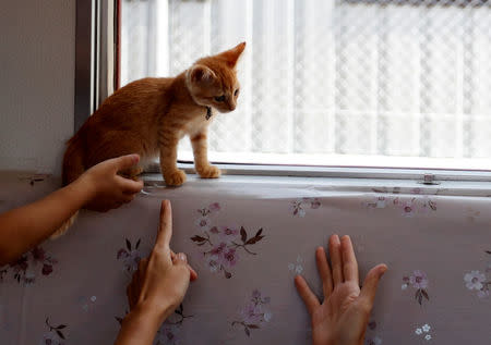 Passengers gesture, as a cat sits near a window, in a train cat cafe, held on a local train to bring awareness to the culling of stray cats, in Ogaki, Gifu Prefecture, Japan September 10, 2017. REUTERS/Kim Kyung-Hoon