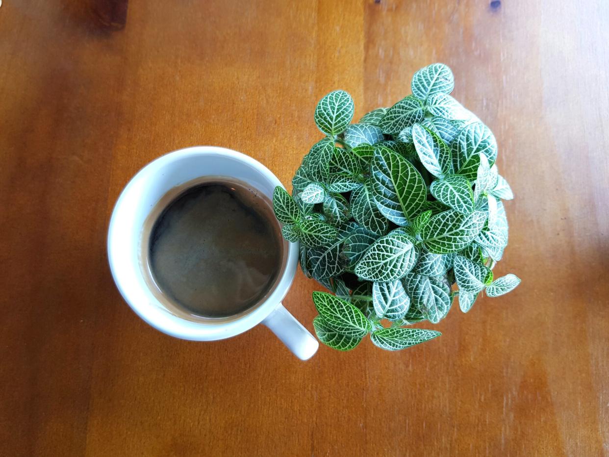 Coffee with Houseplant