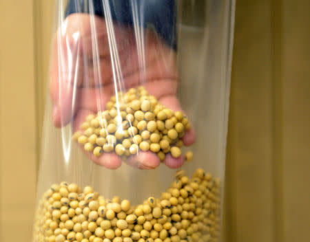 A sample of clean, processed soybeans at Peterson Farms Seed facility in Fargo, North Dakota, U.S., December 6, 2017. Photo taken December 6, 2017. REUTERS/Dan Koeck