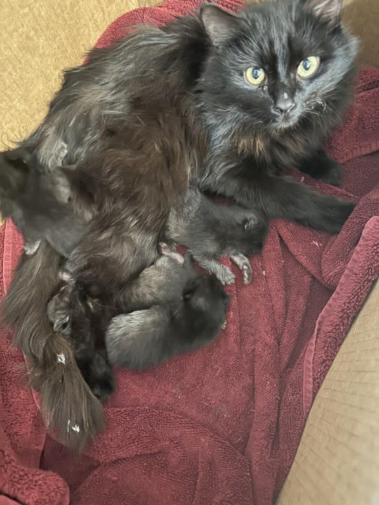 A mom and kittens that were taken in by Colony Cats in March.