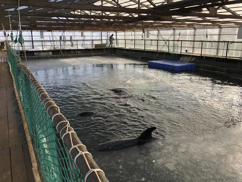 In this handout photo taken on Friday, Jan. 18, 2019 and released by Free Russian Whales, The marine containment facility is seen in Srednyaya Bay near Vladivostok, which has been investigated by Russian prosecutors who have already called the capture illegal. Animal rights activists are expressing alarm about more than 100 whales that are being kept in small, crowded pools in what environmentalists are calling a "whale prison," off the coast of the Russian Far East. (Free Russian Whales via AP)