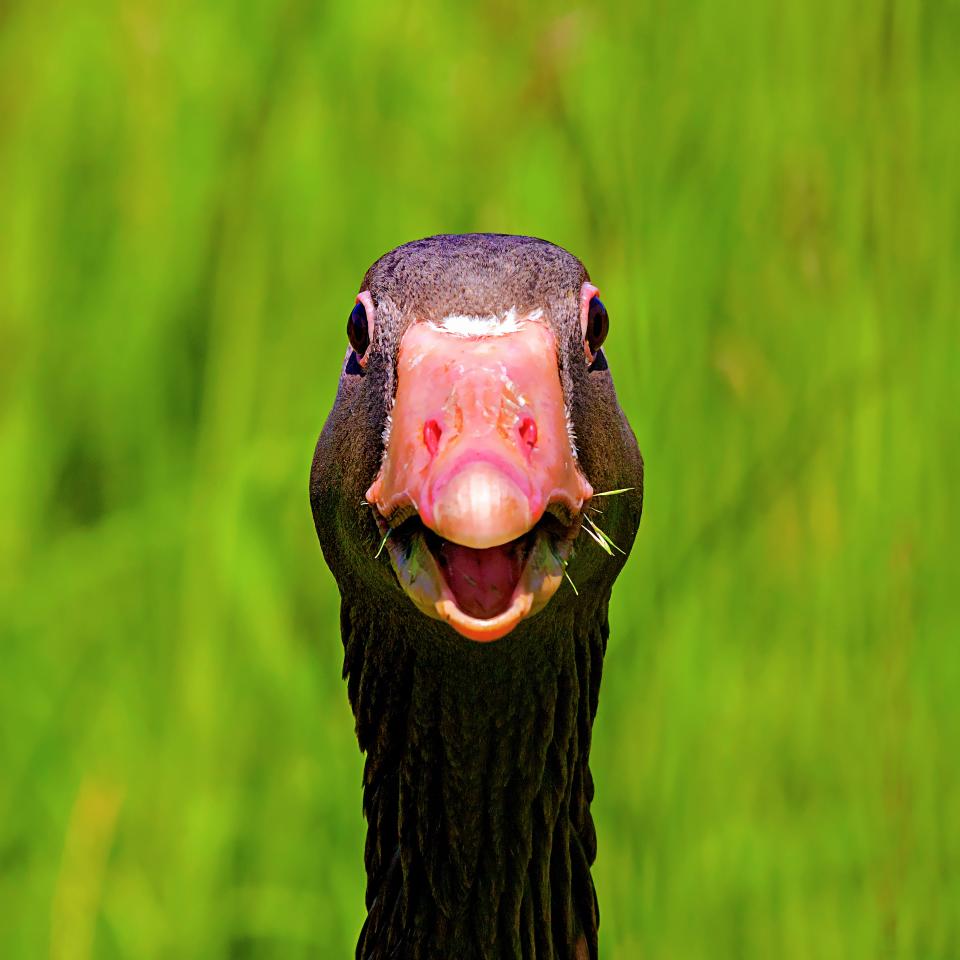 A goose stares at the camera.