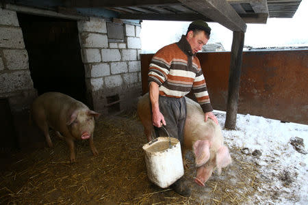 Vladimir Krivenchik, a hunter, feeds the pigs at his house in the village of Khrapkovo, Belarus February 1, 2017. REUTERS/Vasily Fedosenko