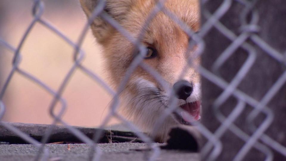 The fox, pictured in October 2014 after garnering international attention. After a gradual decline in health, Buddy died just shy of 10 years old last month.   (Philippe Morin/CBC - image credit)