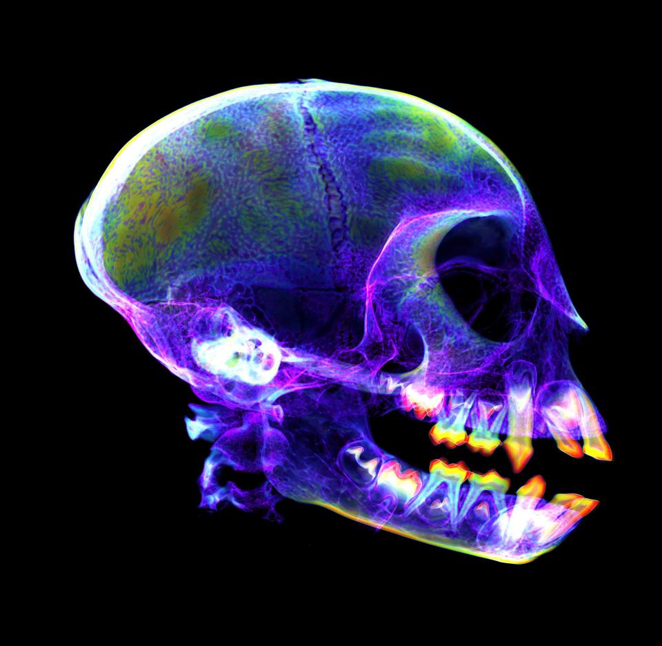 Roloway monkey skull
