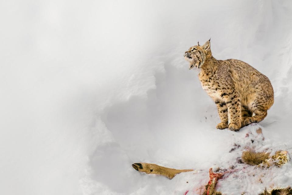 A dead mule deer guarded by a bobcat 