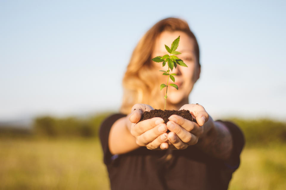 A woman holding a cannabis plant with soil in her outstretched cupped hands.