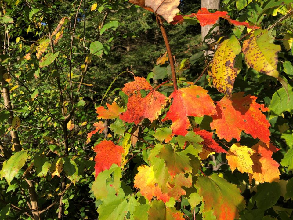 Maple leaves show their fall colors on Sunday, Oct. 8, 2023, in South Burlington.