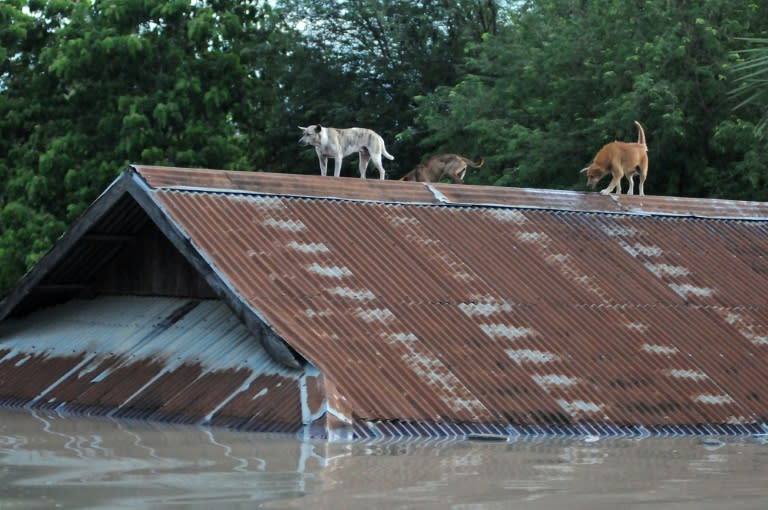 Dogs are seen on the roof of a submerged house in Kalay, Sagaing Region, Upper Myanmar on August 1, 2015